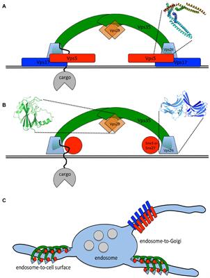 Navigating the Controversies of Retromer-Mediated Endosomal Protein Sorting